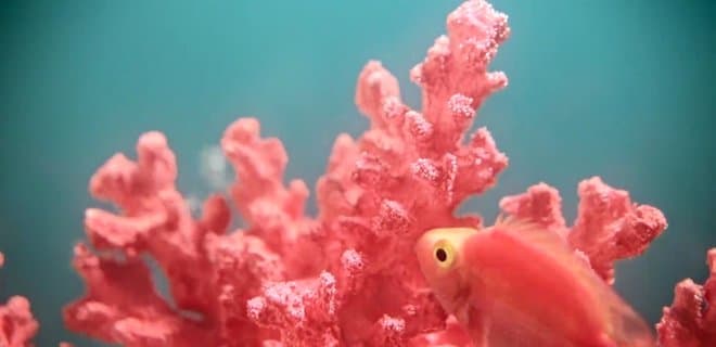 Цвет 2019 года – живой коралл